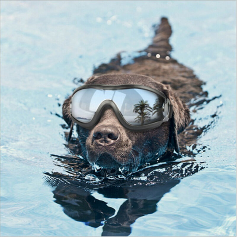 Polarized Dog Sunglasses